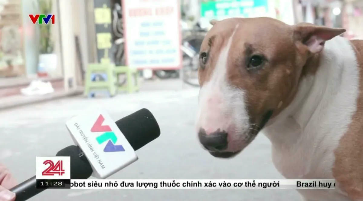 Một chú chó bất ngờ nổi tiếng nhờ game 